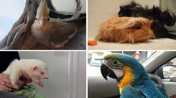 L'associació Birds Friends reclama més empatia i respecte cap a les aus a l'espai 'Gat i gos'