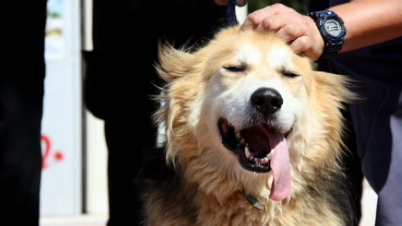 L'Ajuntament prova un espai al Turó de Can Mates per poder passejar el gos deslligat