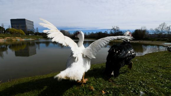 La restauració de l'estany de la Guinardera començarà a finals d'abril