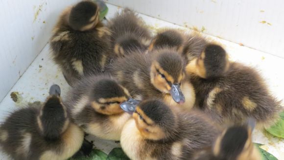 Agents Rurals recupera 13 pollets d'ànec en un carrer de Sant Cugat