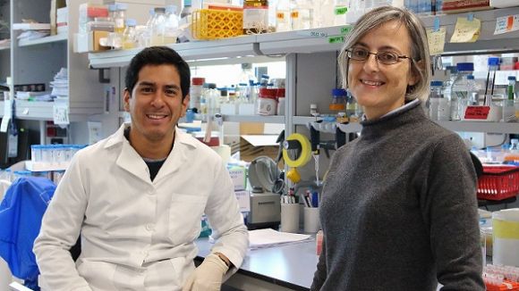 Un estudi liderat per una santcugatenca demostra l'efecte del rellotge circadiari en la divisió cel·lular de les plantes