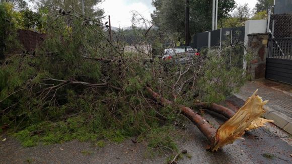 La pluja provoca la caiguda de dos arbres a Sant Cugat
