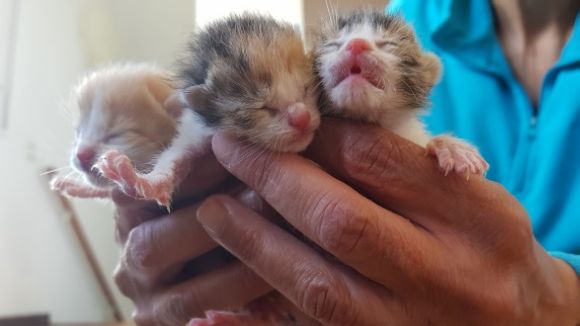 El Cau Amic fa una crida a la conscienciació i demana que no s'abandonin els animals