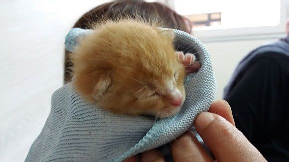 L'equip de Cau Amic aprofundeix en les necessitats dels gats acabats de néixer a l'espai 'Gat i gos'