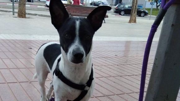 Es busca en Pancho, un gos perdut a Sant Cugat a la zona de l'Hípica Can Caldés