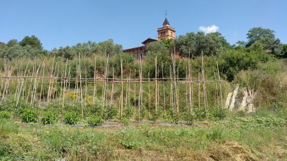 La recuperació de la pagesia, una via per prevenir incendis i mantenir el paisatge a Collserola