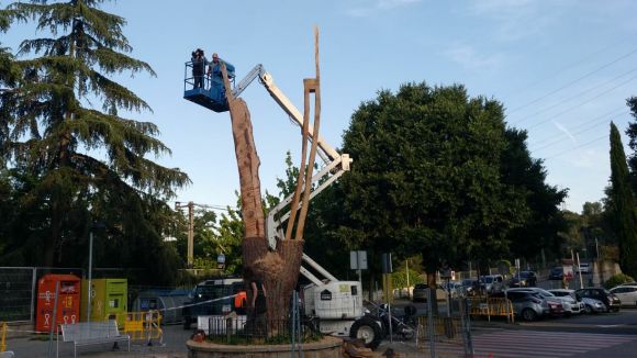 El pi de l'estació de Valldoreix guanya una nova vida com a 'Cadires Salvatges'