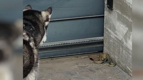 Una serp de grans dimensions apareix al pati d'una casa de Mira-sol