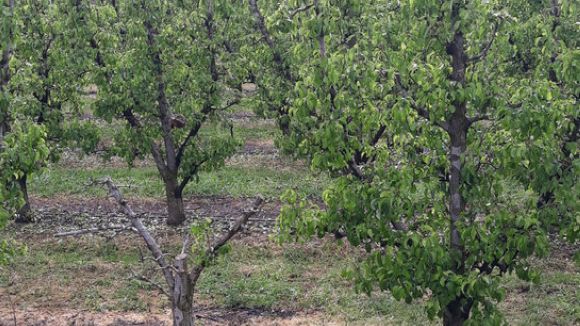 Les plagues que afecten les plantes, a 'El Pou'