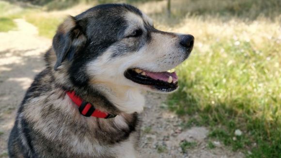 Consells per a la cura dels animals de companyia a l'estiu