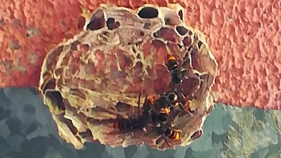 El primer rusc de vespa asiàtica a Collserola es detecta a Valldoreix