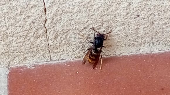 La vespa asiàtica arriba a la trama urbana de Sant Cugat