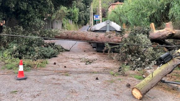Cau un arbre de grans dimensions al carrer d'Emeterio Escudero de la Floresta