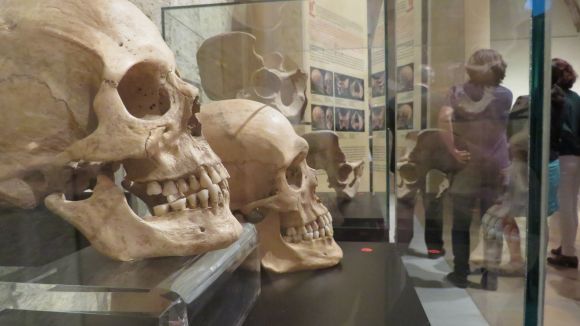 Cranis i esquelets expliquen al Claustre la vida a la Catalunya medieval