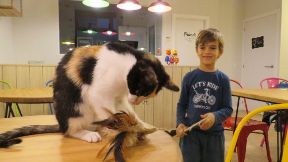 Obre a Sant Cugat el QGats Cat Cafè, el primer bar de gats de la comarca