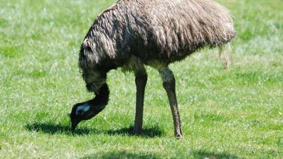 Sant Cugat tindrà un protocol per actuar en la captura d'animals exòtics a la via pública