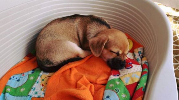 Crida per aconseguir mantes per ajudar a passar l'hivern a les protectores d'animals