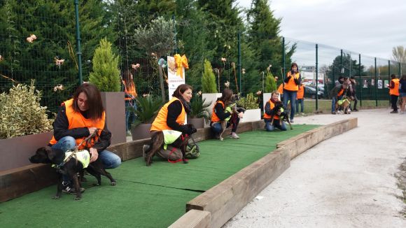 Gossos i gats busquen família a la Jornada d'Adopcions d'El Cau Amic