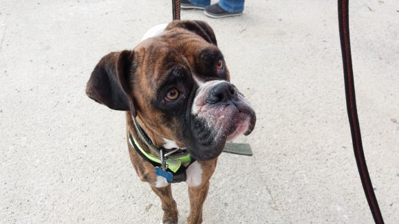 Una vintena de famílies s'interessa per adoptar a la jornada d'El Cau Amic