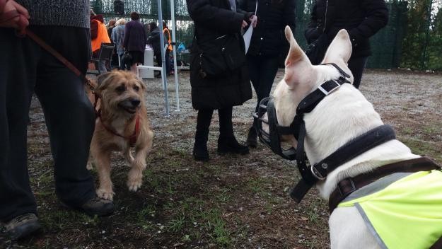 El Cau Amic fa una crida a adoptar gossos vells i de races potencialment perilloses