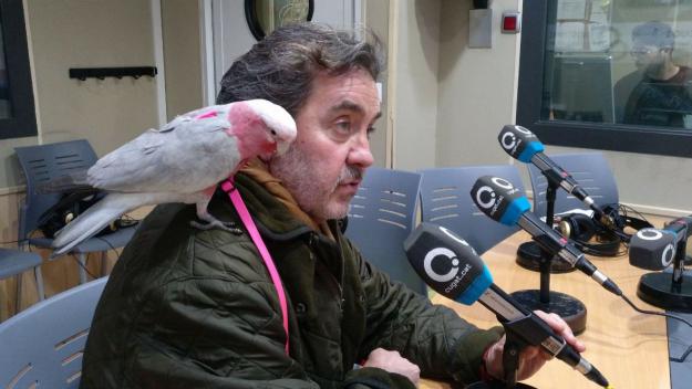 Els ocells, una mascota diferent