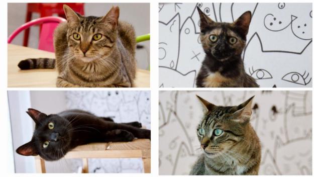 El primer bar de gats de Sant Cugat tanca i busca família de forma urgent per a quatre felins