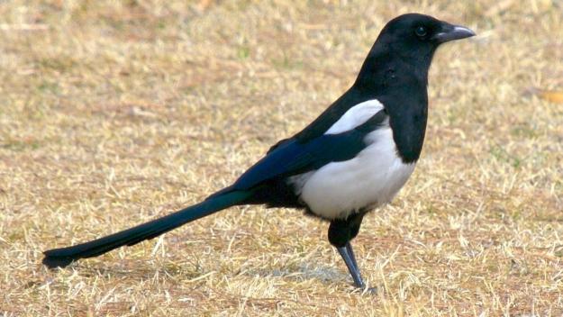 'L'anell al dit' parla dels falsos amics quan parlem català