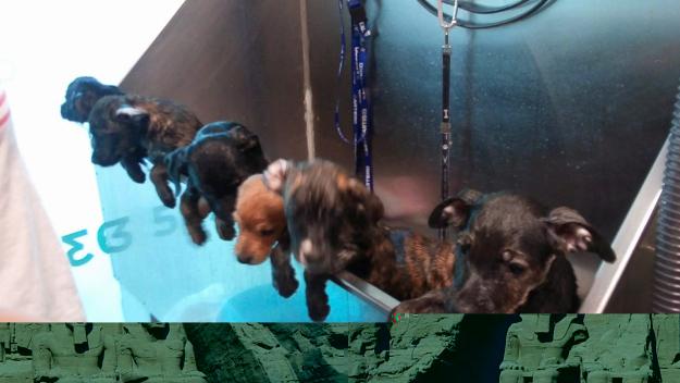 El Cau Amic adverteix de l'abandonament de cadells