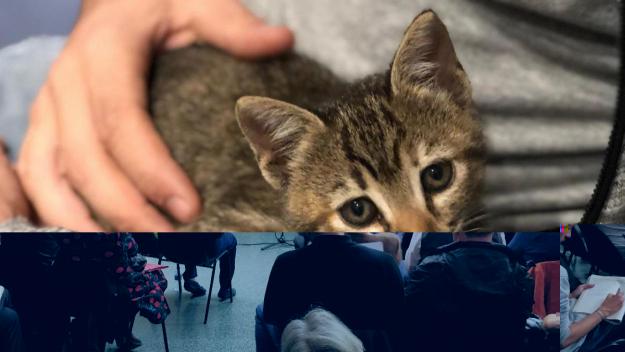 Arriba a Sant Cugat una campanya sobre la importància d'identificar i esterilitzar les mascotes