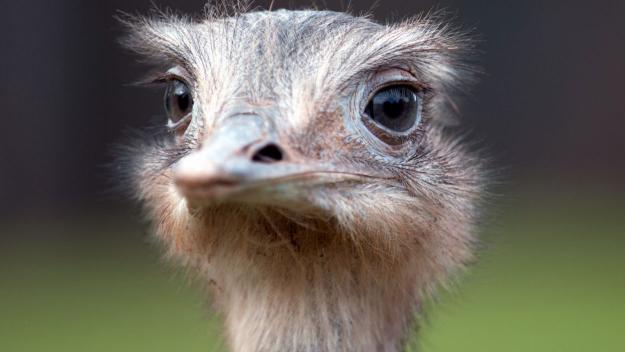 2011: Un estruç causa retencions als Túnels de Vallvidrera