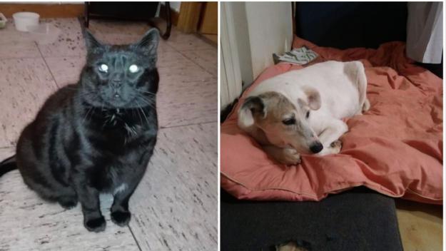 El Cau Amic demana ajuda per una gossa malalta i una gata cega que busca casa
