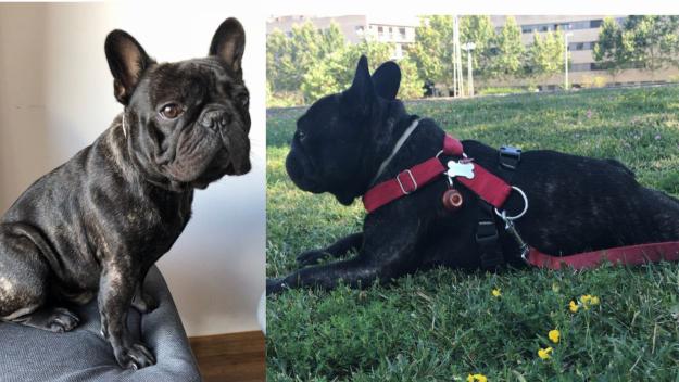 El Bracket, el gos presumptament robat, torna sa i estalvi amb la seva família