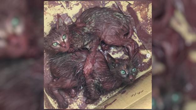 La PAS rescata d'un contenidor dues cries de gat que estaven cobertes de pintura