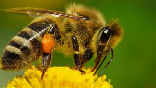 Proposem vol un santuari d'abelles a Sant Cugat