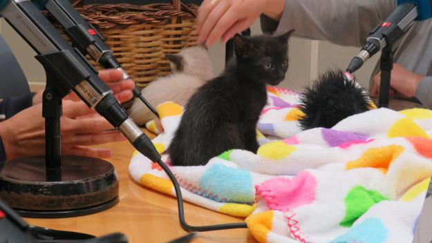 Què fer quan adoptem un nou gat?