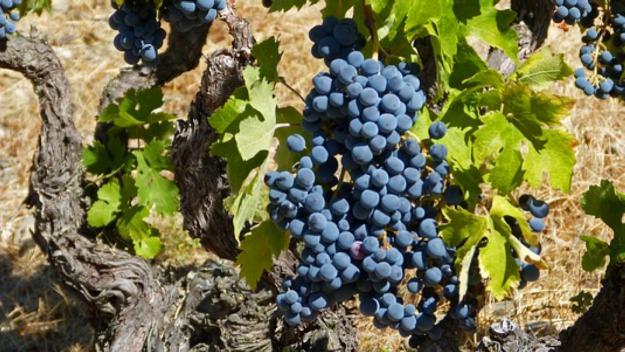 Denominació d'orígen: Vins del Priorat