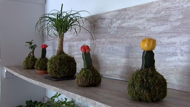 Les plantes kokedama ja han arribat a Sant Cugat