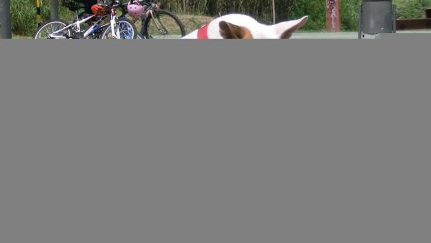 Com combatre als ànims de fugida del teu gos, de la mà del Cau Amic