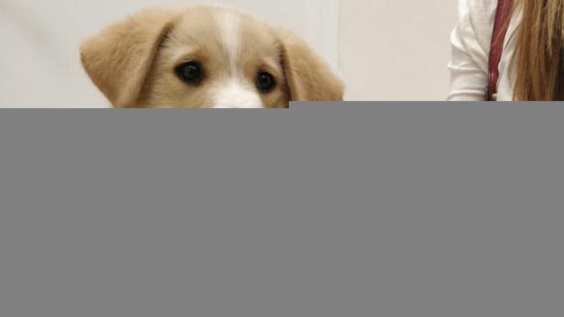 Com evitar que les mascotes pateixin amb els petards, al 'Gat i gos'