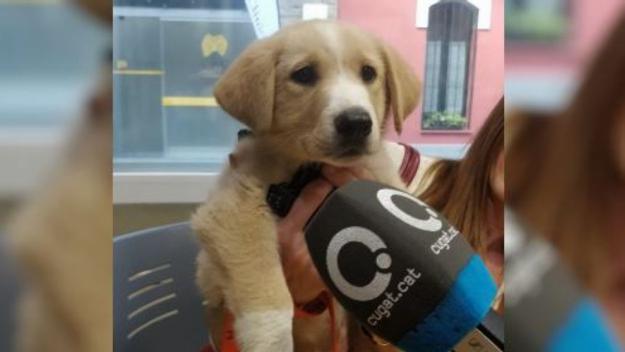 Busquen la família d'una gosseta de menys de dos mesos trobada a Les Fonts