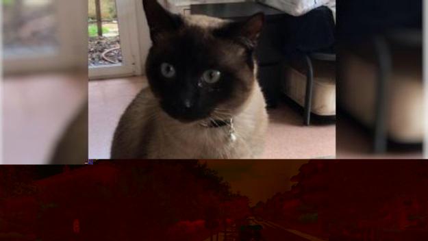 Troben el Dani, el gat cec perdut des de dimarts a Mira-sol
