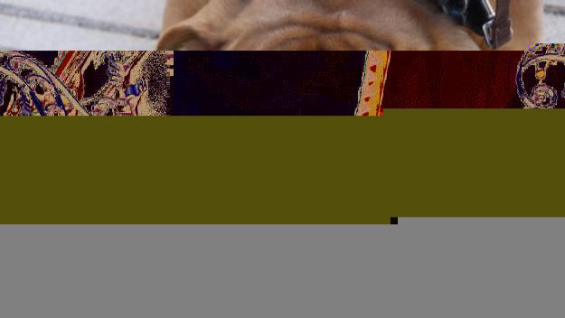 Els animals també marxen de vacances