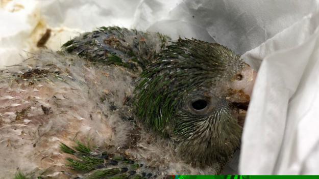 La PAS demana explicacions a l'Ajuntament per la destrucció de 34 nius de cotorres