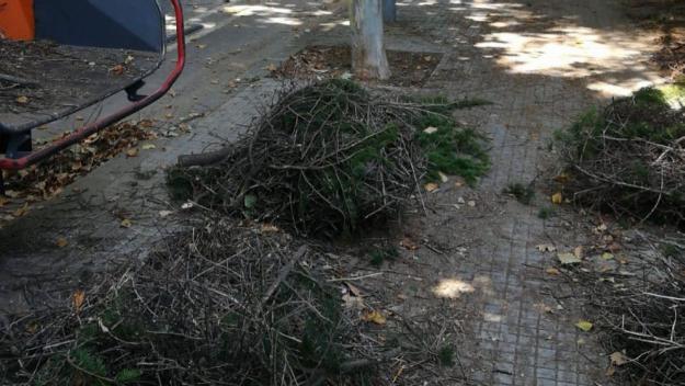 L'Ajuntament justifica que els nius de cotorres es van retirar per 'seguretat i soroll'