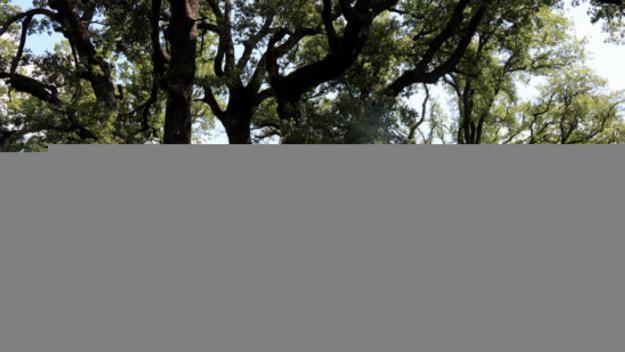 Plantar més boscos no aturarà el canvi climàtic, reduir l'emissió de CO2 sí