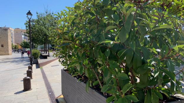 Retiren les jardineres dels fanals de l'eix de vianants per les altes temperatures