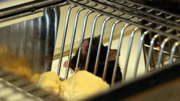 Un estudi demostra que els ratolins valents poden ajudar a salvar boscos