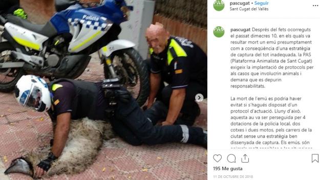 Fa un any de l'incident de l'emú