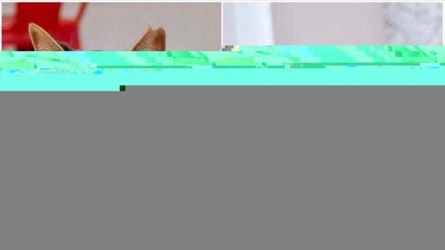 Els dos últims gats del Qgats Cat Café busquen casa abans que l'establiment tanqui el 17 de novembre