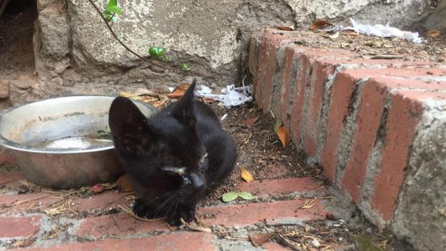 L'EMD signa un conveni amb tres entitats animalistes per donar suport a les colònies de gats